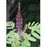 AMORPHA fruticosa