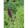 AMORPHA fruticosa