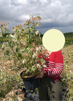 ACER negundo FLAMINGO En pot de 10-12 litres