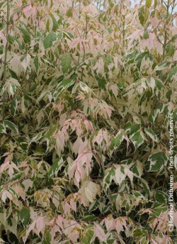 ACER negundo FLAMINGO