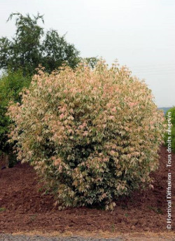 ACER negundo FLAMINGO