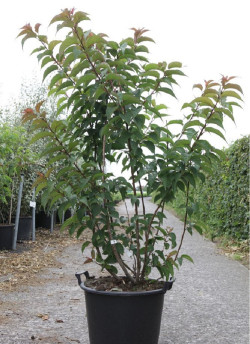 STACHYURUS praecox En pot de 30-35 litres