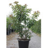 STACHYURUS praecox En pot de 30-35 litres