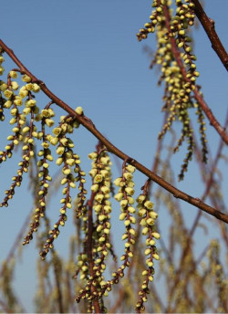 STACHYURUS praecox
