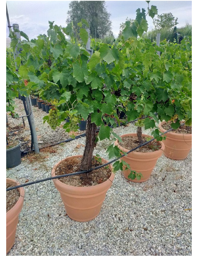 Topiaire (Plante taillée) - VIGNE DE TABLE