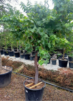 Topiaire (Plante taillée) - VIGNE DE TABLE