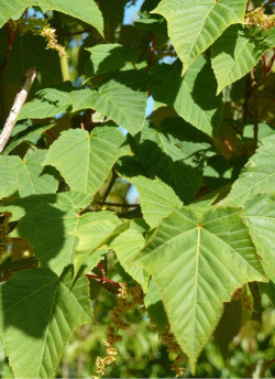 ACER capillipes