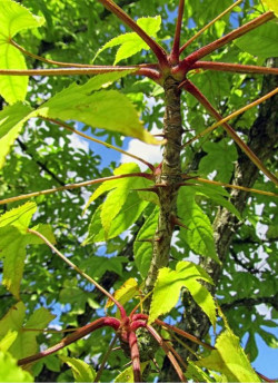 KALOPANAX septemlobus MAXIMOWICZII