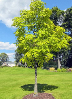 KALOPANAX septemlobus MAXIMOWICZII