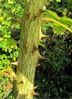 KALOPANAX septemlobus MAXIMOWICZII