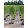 CARAGANA arborescens WALKER En pot de 15-20 litres forme tige hauteur du tronc 110-130 cm
