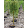CARAGANA arborescens WALKER En pot de 15-20 litres forme tige hauteur du tronc 110-130 cm