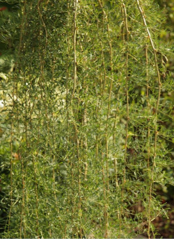 CARAGANA arborescens WALKER