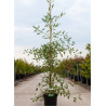 ALNUS glutinosa IMPERIALIS En pot de 10-12 litres forme baliveau