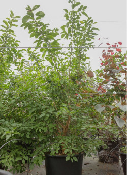 CHIONANTHUS retusus En pot de 50-70 litres