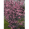 VIBURNUM bodnantense CHARLES LAMONT