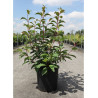 VIBURNUM bodnantense CHARLES LAMONT En pot de 10-12 litres