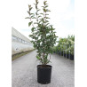 VIBURNUM bodnantense CHARLES LAMONT En pot de 15-20 litres
