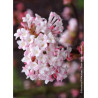 VIBURNUM bodnantense CHARLES LAMONT