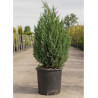 JUNIPERUS chinensis STRICTA En pot de 15-20 litres