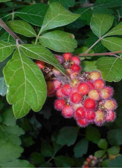 RHUS aromatica GRO-LOW NOBLE