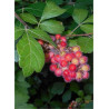 RHUS aromatica GRO-LOW NOBLE
