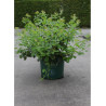RHUS aromatica GRO-LOW NOBLE En pot de 10-12 litres