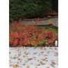 RHUS aromatica GRO-LOW NOBLE