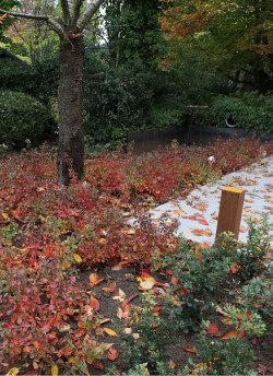 RHUS aromatica GRO-LOW NOBLE