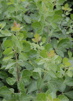 RHUS aromatica GRO-LOW NOBLE