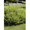 RHUS aromatica GRO-LOW NOBLE