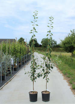 AMELANCHIER LAMARCKII En pot de 12-15 litres forme baliveau