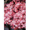 SAMBUCUS nigra BLACK TOWER