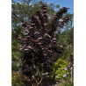 SAMBUCUS nigra BLACK TOWER