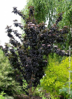 SAMBUCUS nigra BLACK TOWER