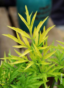 SAMBUCUS nigra GOLDEN TOWER