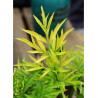 SAMBUCUS nigra GOLDEN TOWER