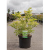 SAMBUCUS nigra GOLDEN TOWER En pot de 10-12 litres forme buisson