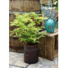 SAMBUCUS nigra GOLDEN TOWER