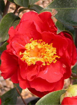 CAMELLIA japonica ROUGE