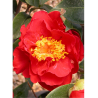 CAMELLIA japonica ROUGE