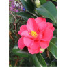 CAMELLIA japonica ROSE