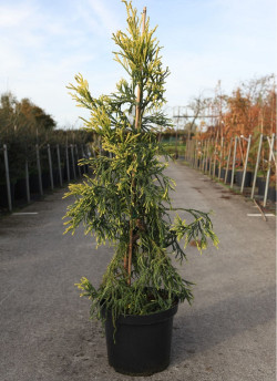 CRYPTOMERIA japonica KYARA GOLD En pot de 10-12 litres