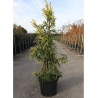 CRYPTOMERIA japonica KYARA GOLD En pot de 10-12 litres