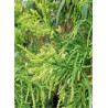 CRYPTOMERIA japonica KYARA GOLD
