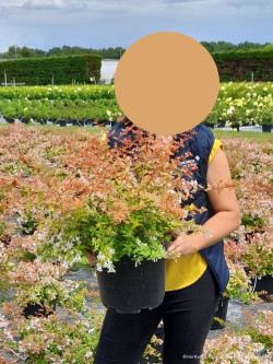 ABELIA CARAMEL CHARM En pot de 10-12 litres