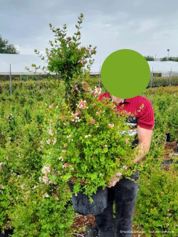 ABELIA AUTUMN FESTIVAL En pot de 10-12 litres