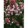 ABELIA AUTUMN FESTIVAL