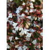 ABELIA CRISTAL CHARM