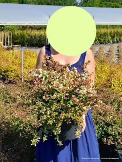 ABELIA CRISTAL CHARM En pot de 4-5 litres